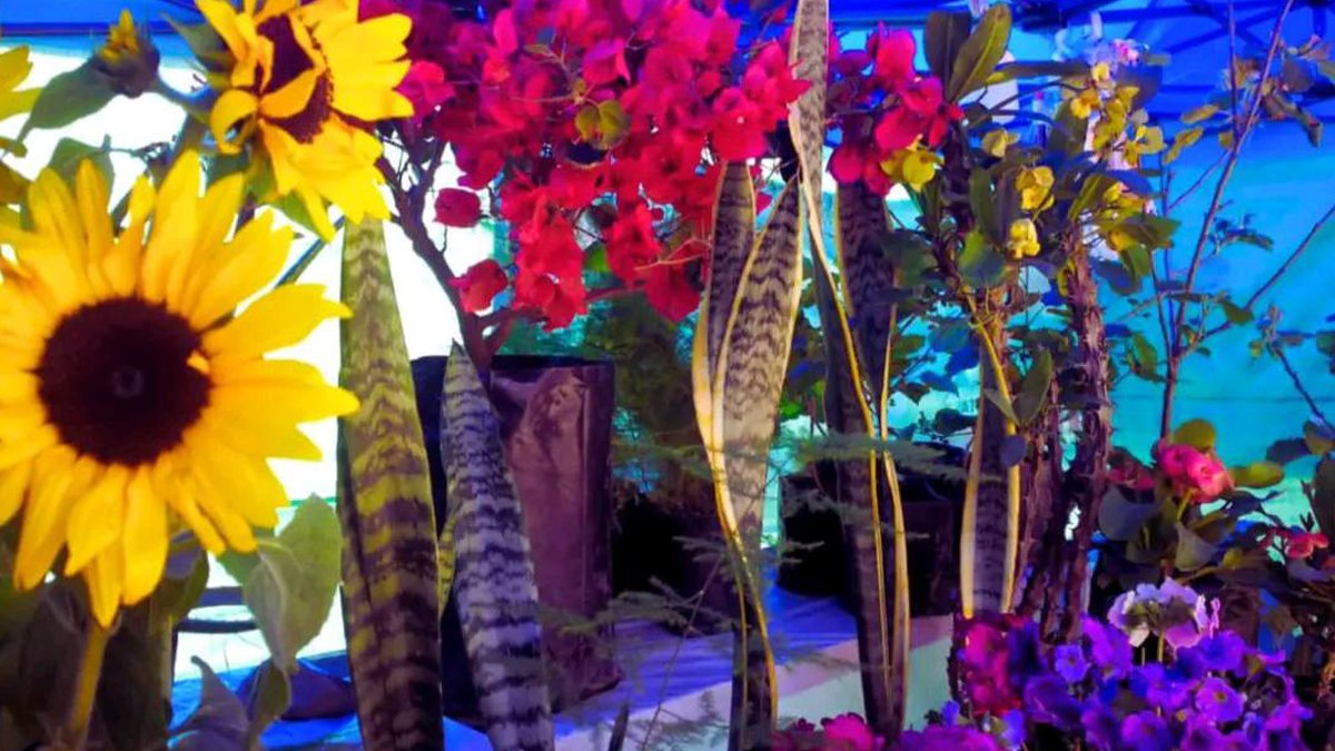 El Alto abre sus ferias florales con más de 180 productores por el mes de la primavera